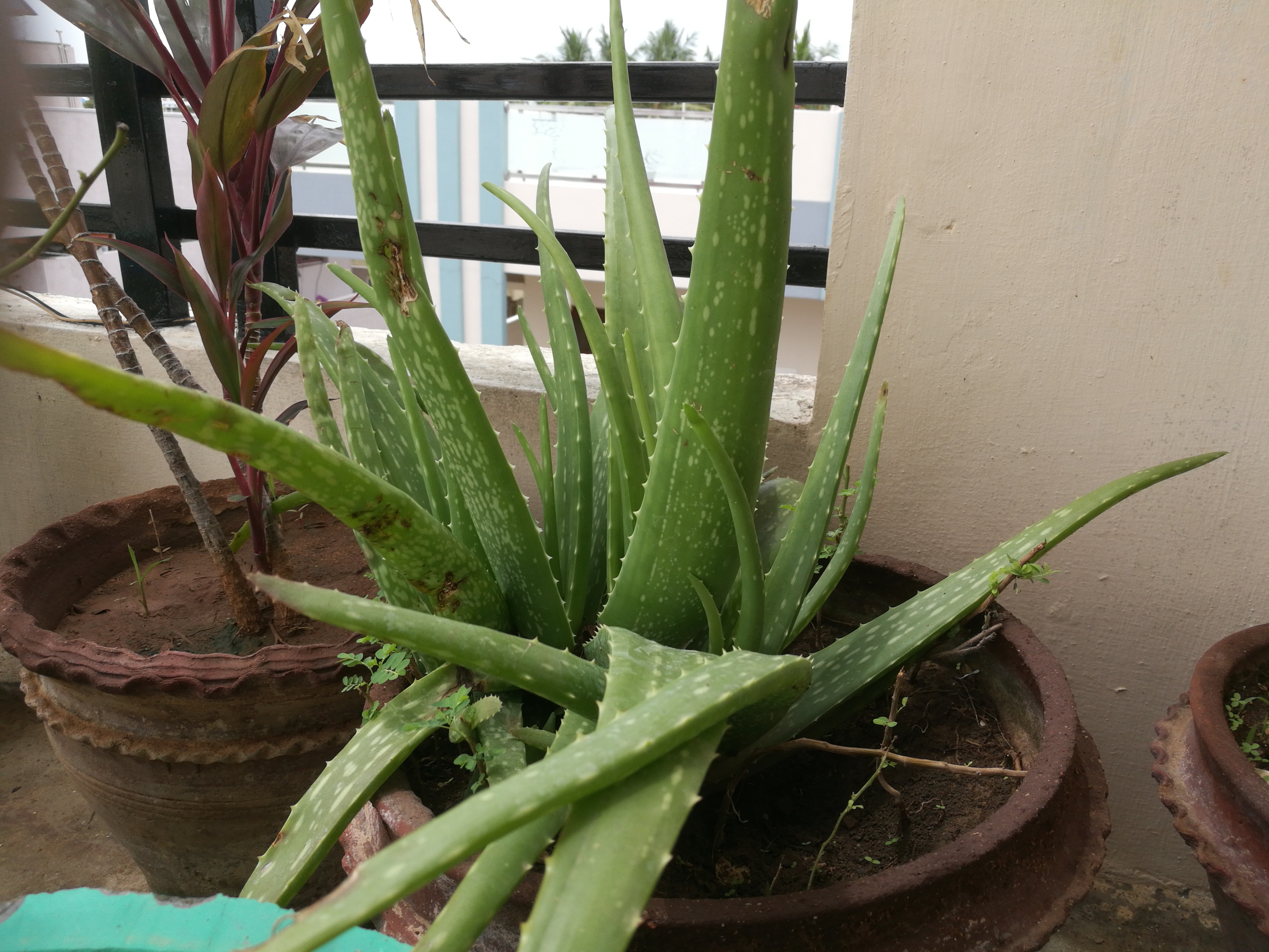 Aloes – roślina o niezwykłych właściwościach